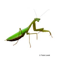 Ägyptische Gottesanbeterin (Miomantis paykullii)