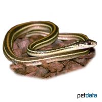 Östliche Bändernatter (Thamnophis sauritus sauritus)