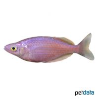 Östlicher Regenbogenfisch (Melanotaenia splendida)