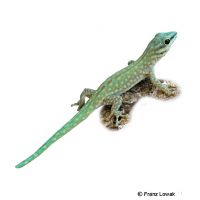 Abbotts Taggecko (Phelsuma abbotti)