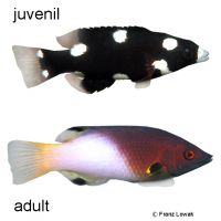 Achselpunkt-Lippfisch (Bodianus axillaris)