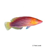 Achtlinien-Zwerglippfisch (Pseudocheilinus octotaenia)