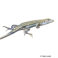 Afrikanischer Fransenfinger (Acanthodactylus boskianus)