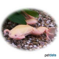 Afrikanischer Krallenfrosch-Albino (Xenopus laevis 'Albino')