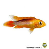 Agassiz Zwergbuntbarsch-Fire Red (Apistogramma agassizii 'Fire Red')