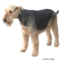 Airedale Terrier ()