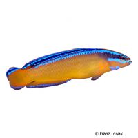 Aldabra-Zwergbarsch (Pseudochromis aldabraensis)
