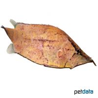 Amazonas-Blattfisch (Monocirrhus polyacanthus)