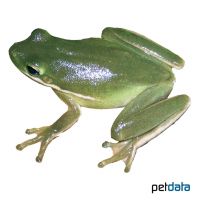 Amerikanischer Laubfrosch (Hyla cinerea)