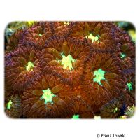 Ananas-Koralle (LPS) (Blastomussa merleti 'Pink Orange')