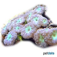 Ananas-Koralle (LPS) (Blastomussa merleti)