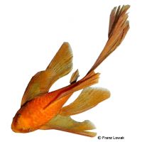 Ancistrus Rot Longfin (Ancistrus cf. cirrhosus 'Red Longfin')