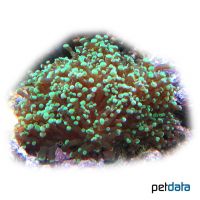 Anemonen-Pilzkoralle Green Tip (LPS) (Heliofungia actiniformis)
