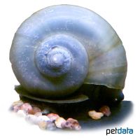 Apfelschnecke Ivory Blue (Pomacea bridgesii 'Ivory Blue')