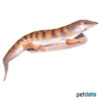 Apothekerskink (Scincus scincus)