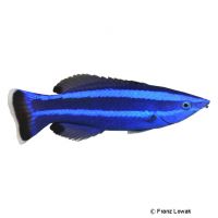 Arabischer Putzer-Lippfisch (Larabicus quadrilineatus)