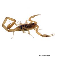 Arizona-Rindenskorpion (Centruroides exilicauda)