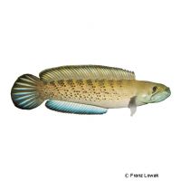 Assam-Schlangenkopffisch (Channa stewartii)