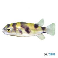 Assel-Kugelfisch (Colomesus asellus)