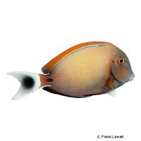 Augenfleck-Doktorfisch (Acanthurus bariene)