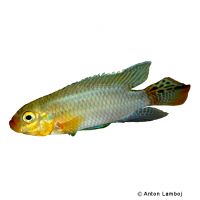 Augenfleck-Prachtbarsch Matadi (Pelvicachromis subocellatus 'Matadi')