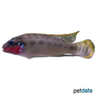 Augenfleck-Prachtbarsch (Pelvicachromis subocellatus)