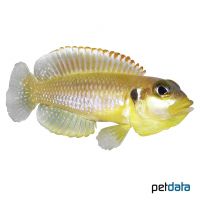 Augenfleck-Schneckenbuntbarsch (Lamprologus ocellatus 'Gold')