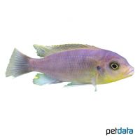 Aurora-Malawibuntbarsch (Metriaclima aurora)