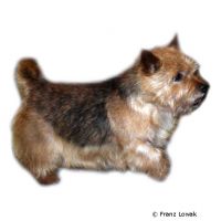 Australian Terrier ()