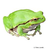 Australischer Korallenfinger-Laubfrosch (Litoria caerulea)