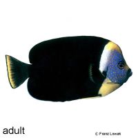 Australischer Samtkaiserfisch (Chaetodontoplus personifer)