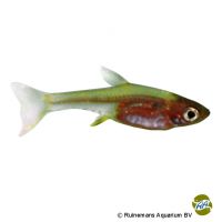 Axelrods Rasbora Rot (Sundadanio axelrodi 'Rot')