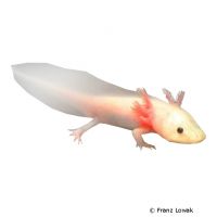 Axolotl-Albino (Ambystoma mexicanum 'Albino')