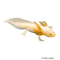 Axolotl-Gold (Ambystoma mexicanum 'Gold')