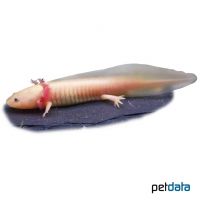 Axolotl-Weiß (Ambystoma mexicanum 'Weiß')