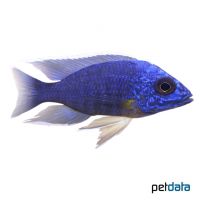 Azur-Cichlide (Sciaenochromis fryeri)