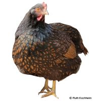 Barnevelder (Gallus gallus domesticus)