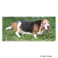 Basset Hound ()