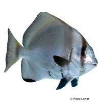 Batavia-Fledermausfisch (Platax batavianus)