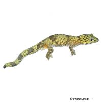 Bauers Chamäleon Gecko (Eurydactylodes agricolae)