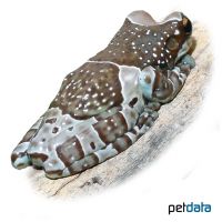 Baumhöhlen-Krötenlaubfrosch (Trachycephalus resinifictrix)