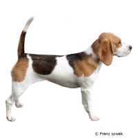 Beagle ()