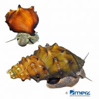 Bewaffnete Turmdeckelschnecke (Brotia armata)