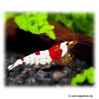 Bienengarnele Crystal Red (K10) (Caridina logemanni 'Crystal Red')