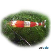 Bienengarnele Crystal Red (K2) (Caridina logemanni 'Crystal Red')