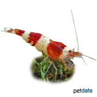 Bienengarnele Crystal Red (K4) (Caridina logemanni 'Crystal Red')