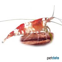 Bienengarnele Crystal Red (K6) (Caridina logemanni 'Crystal Red')