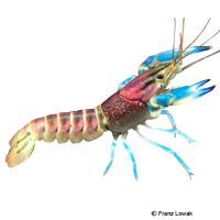 Blau Rosa Krebs (Cherax pulcher)