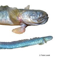 Blaue Aalgrundel (Gobioides peruanus)