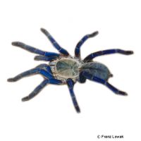 Blaue Burma-Vogelspinne (Cyriopagopus lividus)